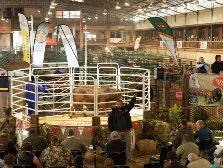 Live Cattle Auction